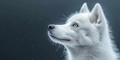 Majestic white husky gazing into a starry night sky filled with distant stars and serene calmness photo