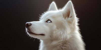 White Siberian husky with striking blue eyes gazing upward, showcasing its fluffy fur and majestic features against a dark background photo