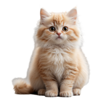Cute Persian Kitten Image Perfect for Digital Designs Prints png