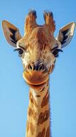 Giraffe peering curiously at visitors under a clear sky during a sunny day in the savanna photo