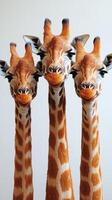 Three giraffes standing together in a light backdrop, showcasing their long necks and unique patterns photo