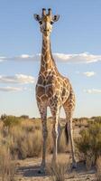 Giraffe standing tall in the savannah under a clear blue sky during the late afternoon photo