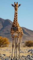 Majestic giraffe stands tall in the savannah under a clear blue sky during golden hour photo