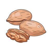 Pecan nuts in shell and cracked with nut inside. hand drawn illustration vector