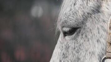 Nahansicht Aussicht von ein grau Pferd im ein heiter Rahmen video