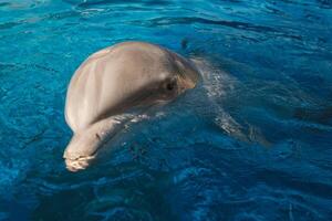 Head of dolphin in swimming pool photo