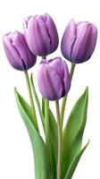 Purple tulips arranged elegantly against a clean white background showcasing their vibrant color and delicate petals photo
