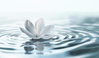 A white flower is floating on the surface of a body of water photo