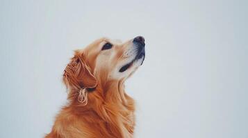 Golden Retriever dog looking up with an open calm expression photo