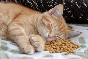 Ginger kitten sleeping peacefully next to a pile of dry food photo