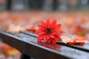 Red dahlia and autumn leaves getting wet on a bench during a rainy day photo