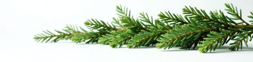 Spruce branches stacked horizontally on white surface, branches, color photo