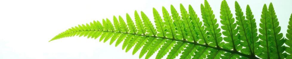 Large fern isolated against bright white background, fern, photo