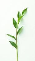 Stem of a single leafy grass on white background, botanical, stem, green photo