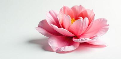 Large and bold colored flower on an all-white surface isolated, flower, large, bloom photo
