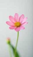 Single flower in soft focus on white background, soft focus, still life, nature photo