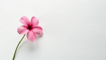 Single flower on a clean and simple white surface, flowers, minimalism photo