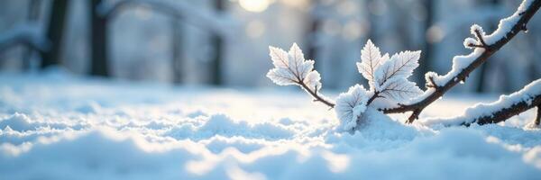 Snow covered ground beneath frosty leaf branches, branch, snow photo