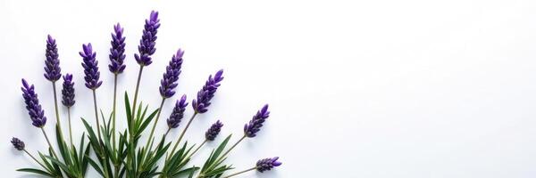 Sprigs of lavender isolated on white background with subtle texture, garden, branches, lavender photo
