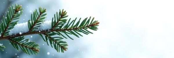 Spruce branch against a bright white background with snowflakes, coniferous tree, frost, snow photo