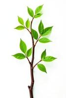 Sprouting branches with green leaves isolated on white background, whiteness, nature, natural photo