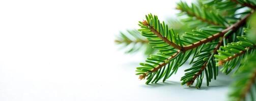 Spruce tree branches isolated on white surface, green, white surface photo