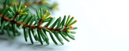 Spruce branch with small buds isolated on white ground, textures, conifer photo