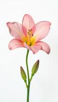 Large and open flower or blossom with delicate details in stark contrast to pure white, flower, petals, floral photo