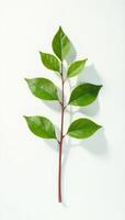 Single isolated branch against a white background with natural light casting subtle shadows, shadow, branch, tone photo