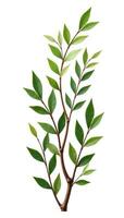 Stack of isolated branches in different sizes and orientations on a white background, plantlife, branches arrangement, photo