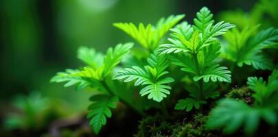 Ferns growing in clusters with intricate veins, plant life, asplenium scolopendrium photo