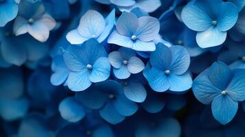 Close up of blue hydrangea flowers creating a stunning natural background photo