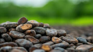 A Close Up View of a Pile of Raw Cacao Beans Against a Lush Green Background High quality image of cocoa beans photo