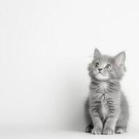 Adorable Gray Kitten with Green Eyes Looking Upward Against a White Background A Cute Fluffy Pet Posing photo