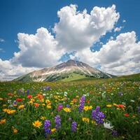 Colorful wildflowers in a meadow near a mountain photo