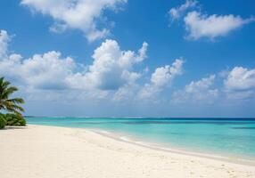 A sandy beach with a palm tree photo