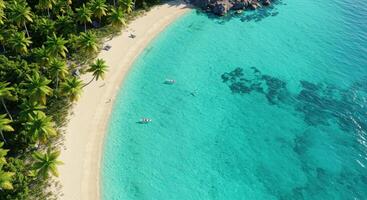 An aerial view of a tropical beach with palm trees photo