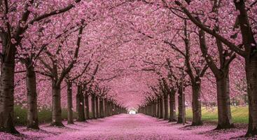 A walkway lined with pink trees in a park photo