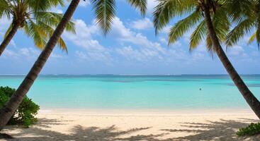 A beach with palm trees and a blue sky photo