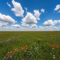 A field of wildflowers under a blue sky photo