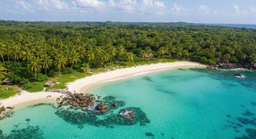 An aerial view of a tropical beach with palm trees photo
