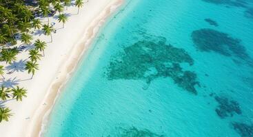 An aerial view of a tropical beach with palm trees photo