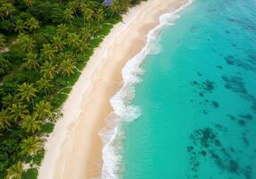 An aerial view of a tropical beach with palm trees photo