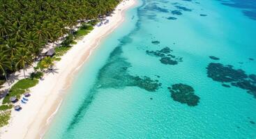 An aerial view of a tropical beach with palm trees photo