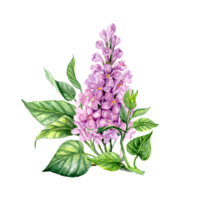 Hand drawn little branch of Lilac in watercolor png