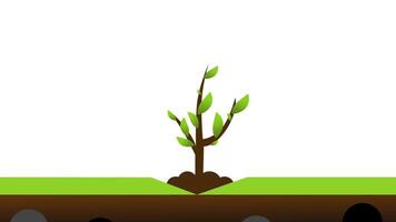 A small green plant with exposed roots emerging from soil, illustrating the process of growth, nourishment, and the significance of strong foundations. video