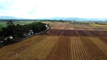 rice field after harvest using a harvester machinery video