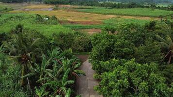 rural banana plantation video