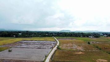 rice fields after the harvest season video