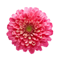 Bright blooming zinnia flower in full detail isolated on transparent background png